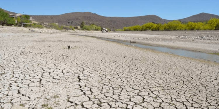 Sequía mata a cientos de miles de peces en Chihuahua