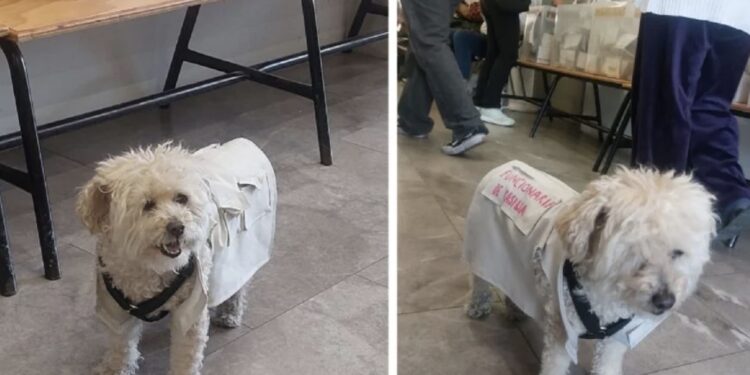 La mascota de una funcionaria de casilla ha estado cuidando el orden durante los comicios