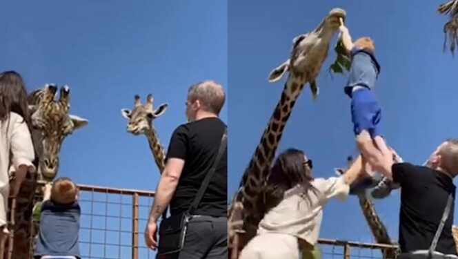 Un curioso y divertido video se ha hecho viral en Instagram, mostrando el momento en que un niño, durante una visita al zoológico