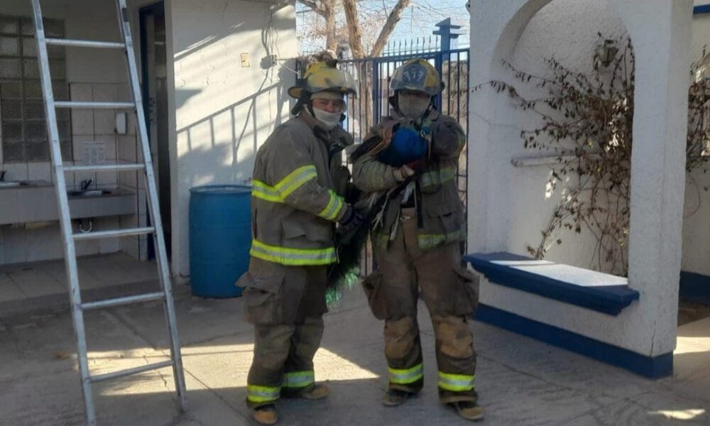 Bomberos rescatan un pavo real en la colonia El Futuro y lo trasladan a atención veterinaria