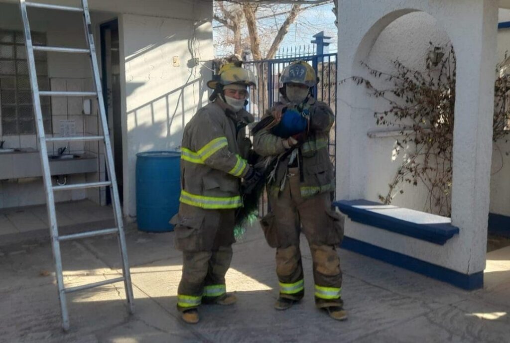 Bomberos rescatan un pavo real en la colonia El Futuro y lo trasladan a atención veterinaria