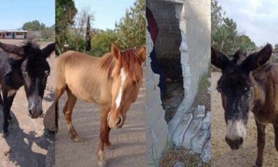 Un santuario dedicado al rescate y cuidado de burritos y caballos en Otumba, Estado de México