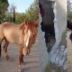 Un santuario dedicado al rescate y cuidado de burritos y caballos en Otumba, Estado de México