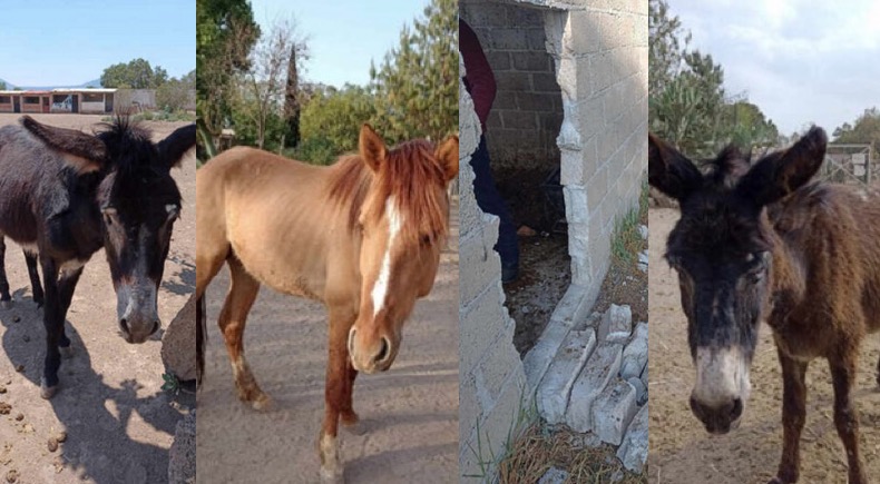 Un santuario dedicado al rescate y cuidado de burritos y caballos en Otumba, Estado de México