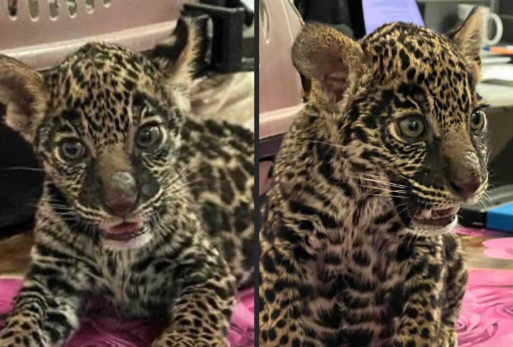 Profepa realizó el aseguramiento precautorio tras detectar irregularidades en la procedencia del felino