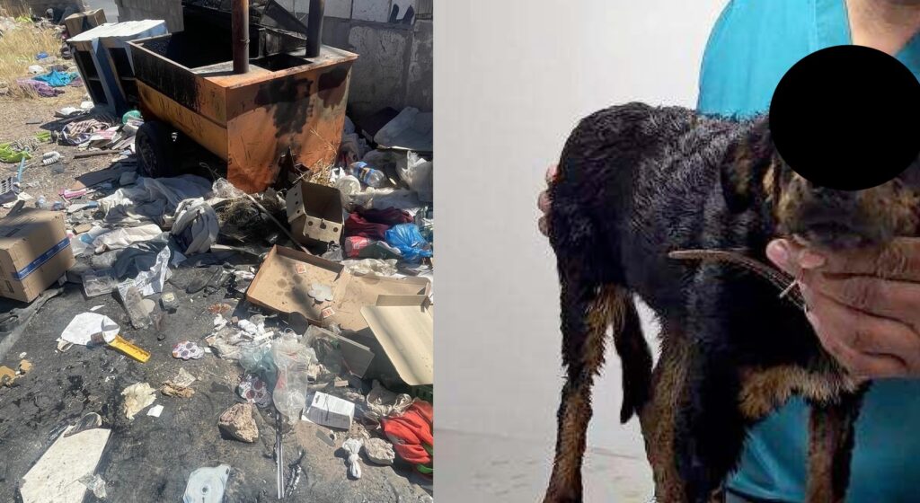 Fiscalía investiga presunto caso de maltrato animal en la colonia Sahuaros
