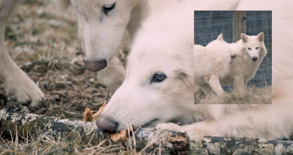 Nacen Rómulo, Remo y Khaleesi, los primeros ejemplares del Canis durus en la era moderna