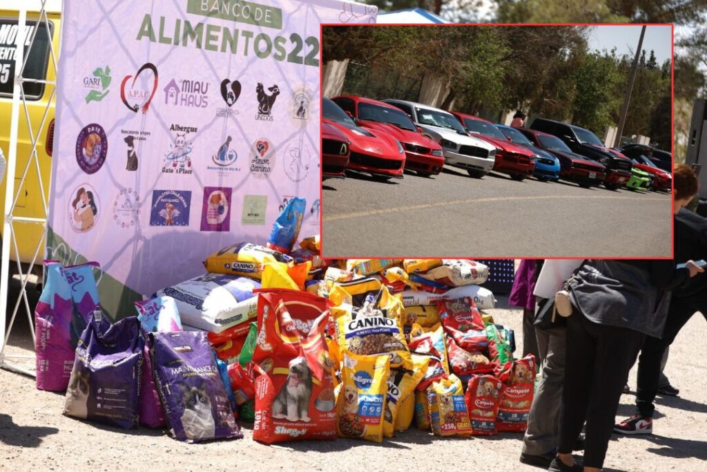 Ciudad Juárez.– Con el objetivo de apoyar a más de mil 300 perritos y 300 gatos en situación vulnerable, este domingo se llevó a cabo el Carshow “Ruedas de Esperanza” en el parque El Chamizal, un evento organizado por la Dirección de Atención y Bienestar Animal (DABA) con el respaldo de clubes de autos modificados y la comunidad juarense. El Presidente Municipal, Cruz Pérez Cuéllar, acudió al evento y felicitó a los organizadores por su compromiso, además de hacer una donación de croquetas. “Me da gusto estar aquí en este evento organizado por los clubes de carros, encabezado por Gerardo Delgado y Annette Menchaca. Hay que seguir apoyando a los animalitos”, expresó. Un evento con causa y ambiente familiar La titular de DABA, Alma Edith Arredondo Salinas, informó que el evento inició al mediodía y concluyó a las 5:00 de la tarde. Señaló que todo lo recaudado fue en beneficio del Banco de Alimentos 22, una agrupación que apoya a rescatistas locales. “El evento es familiar y gratuito, con exhibición de más de 100 autos deportivos y modificados, música, puestos de comida y actividades para niños como fotos con botargas. Además, se instaló un punto de venta de croquetas”, destacó Arredondo. El evento también contó con la participación de DJ Lalo Mix y DJ Town, además de presentaciones musicales en vivo. Cabe destacar que por cada 10 costales marca Shaggy adquiridos en el Local de las Croketas, la marca donó uno adicional, reforzando así el espíritu solidario del evento. La respuesta ciudadana fue positiva, consolidando a “Ruedas de Esperanza” como una muestra más de la unión de los juarenses cuando se trata de ayudar a quienes más lo necesitan, en este caso, los animales rescatados.