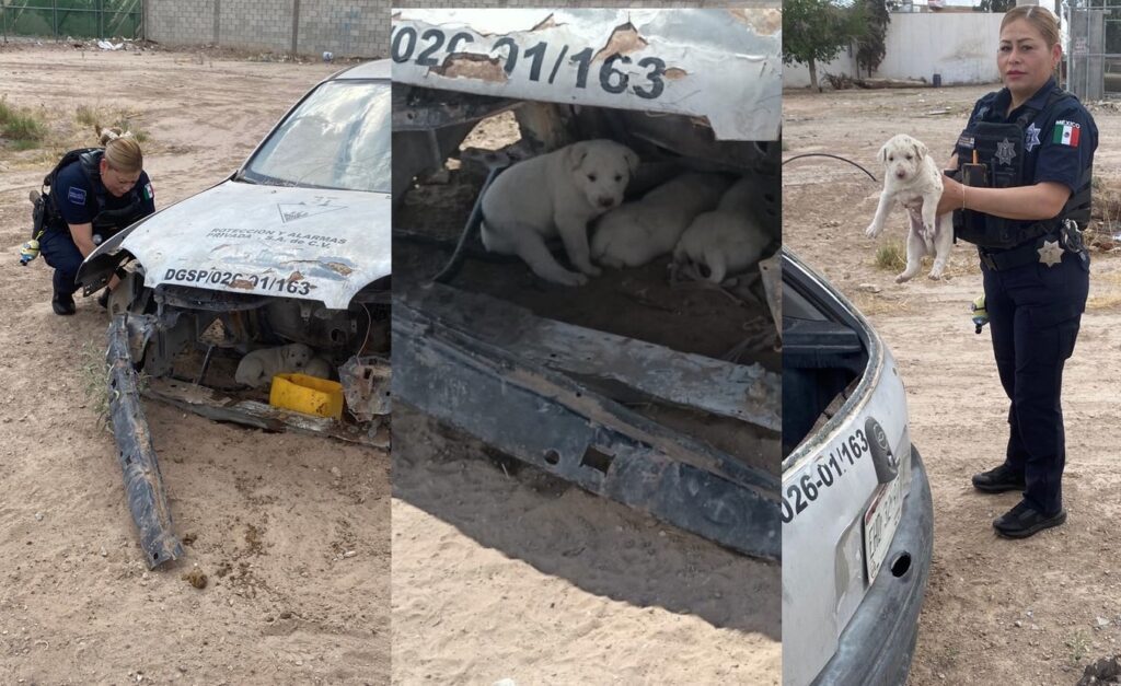 Policías municipales los hallaron deshidratados dentro de un auto abandonado en la colonia Alameda