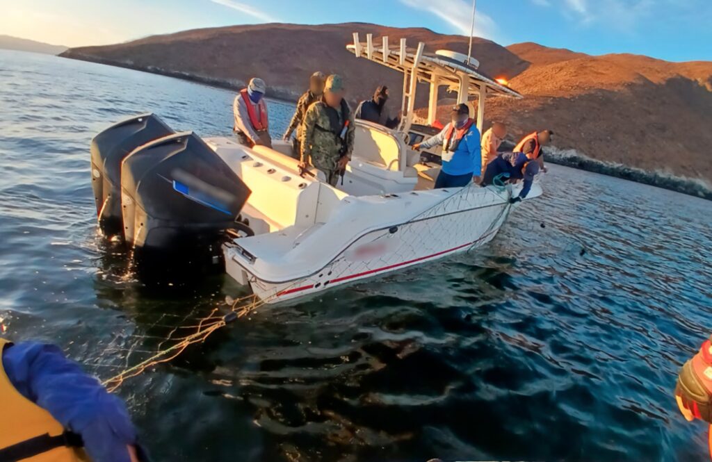 El ejemplar juvenil quedó enmallado en una red tipo chinchorro de fondo; Semar y Conapesca encabezaron el operativo de rescate