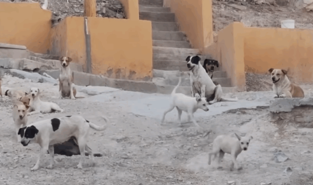 El menor fue atendido por paramédicos tras ser agredido por al menos 14 perros en la colonia Galeana
