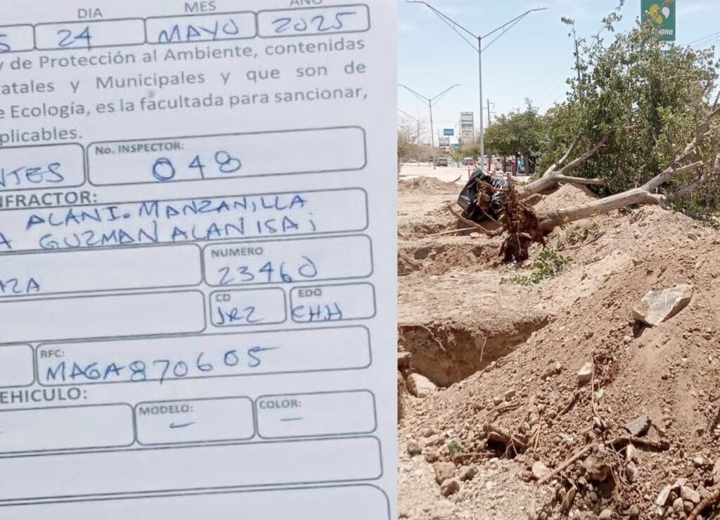Además de la multa, deberán reforestar con más árboles de los que talaron sin permiso