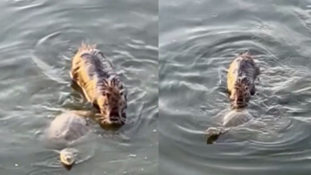 El animal resultó ser un coipo o “rata nutria”, y el video ya supera el millón de vistas en redes sociales