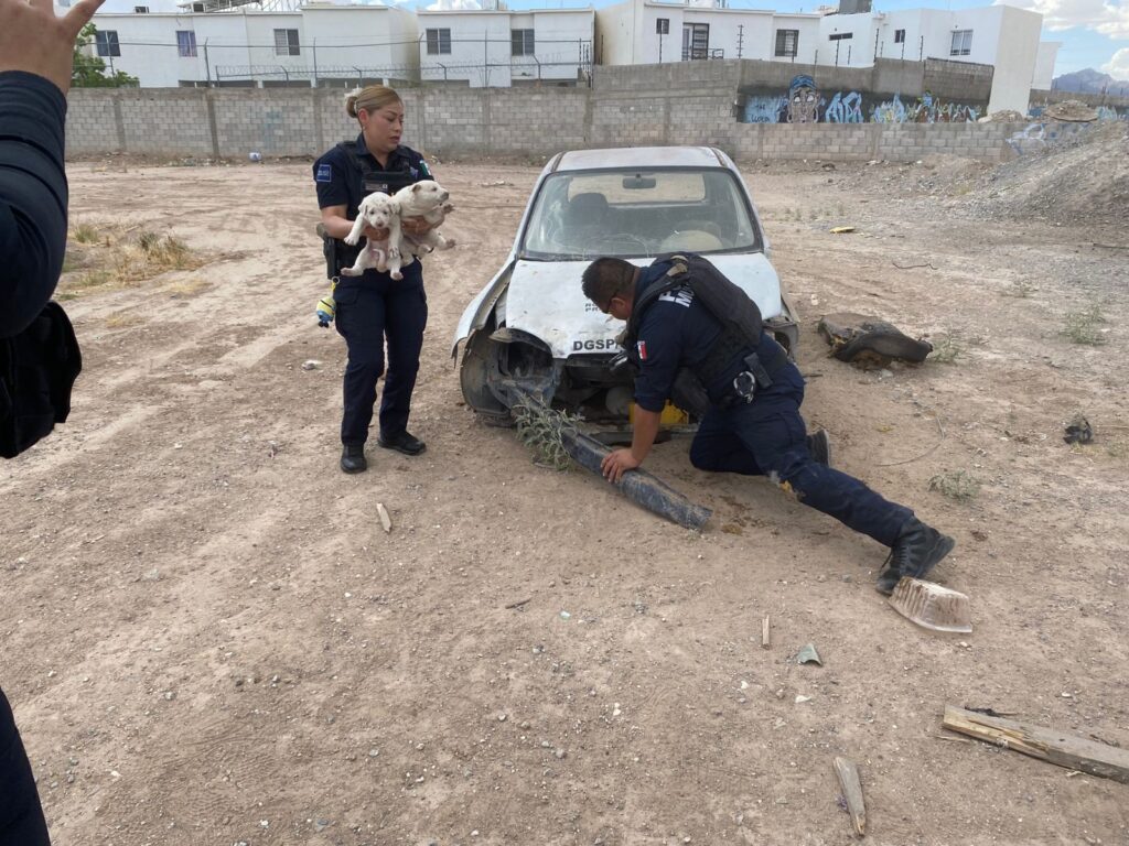 Policías rescatan a cuatro cachorros y su madre en lote baldío de Ciudad Juárez