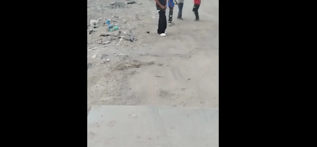 Alertan sobre aparición de serpientes en colonias; autoridades piden no manipularlas y reportarlas de inmediato
