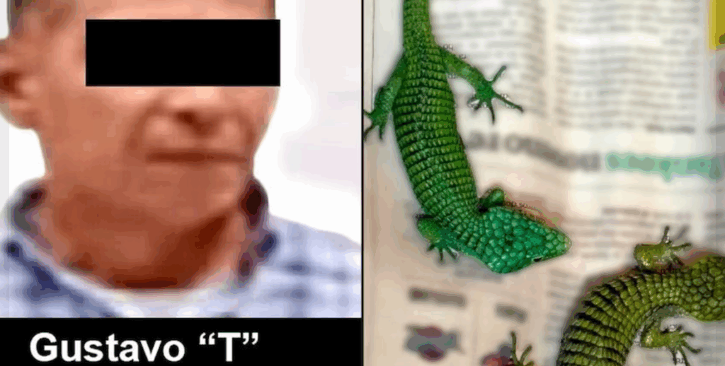 El detenido ya era investigado en Sudáfrica, Alemania y Ecuador por tráfico de especies; fue vinculado a proceso en México