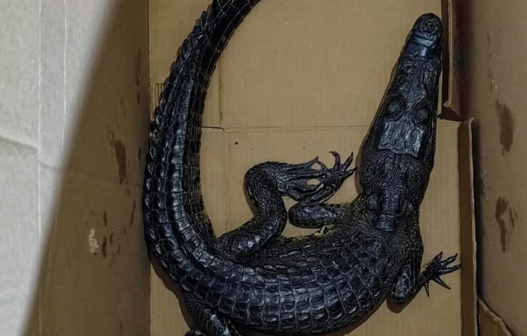 La especie hallada es un cocodrilo de pantano mexicano, considerado como especie protegida en el país; fue entregado a la PROFEPA