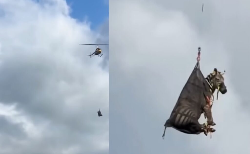 La cebra, reportada como desaparecida desde el 31 de mayo, fue localizada por aire y trasladada en helicóptero; generó memes y bloqueos en carretera durante su semana de fuga.