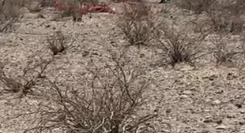 El hallazgo se realizó en un terreno desértico cercano a cerros al poniente de Ciudad Juárez