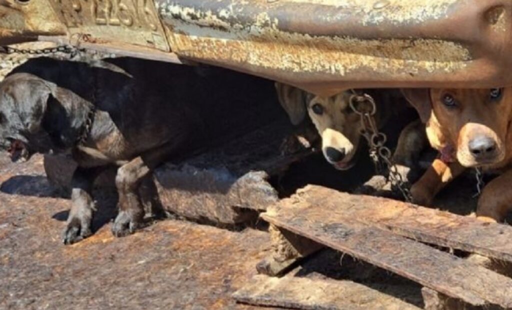 Makayla Fortner intentaba rescatar a los animales en situación de abandono cuando fue brutalmente atacada; Arkansas está conmocionado