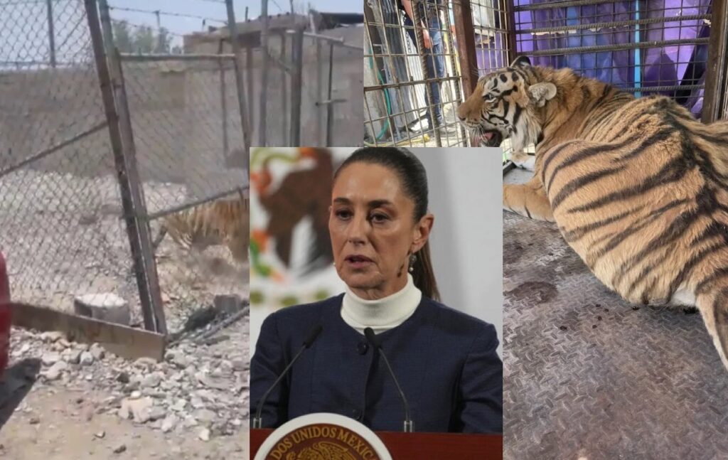 El felino vivía en condiciones deplorables; Profepa ya investiga sanciones contra los responsables