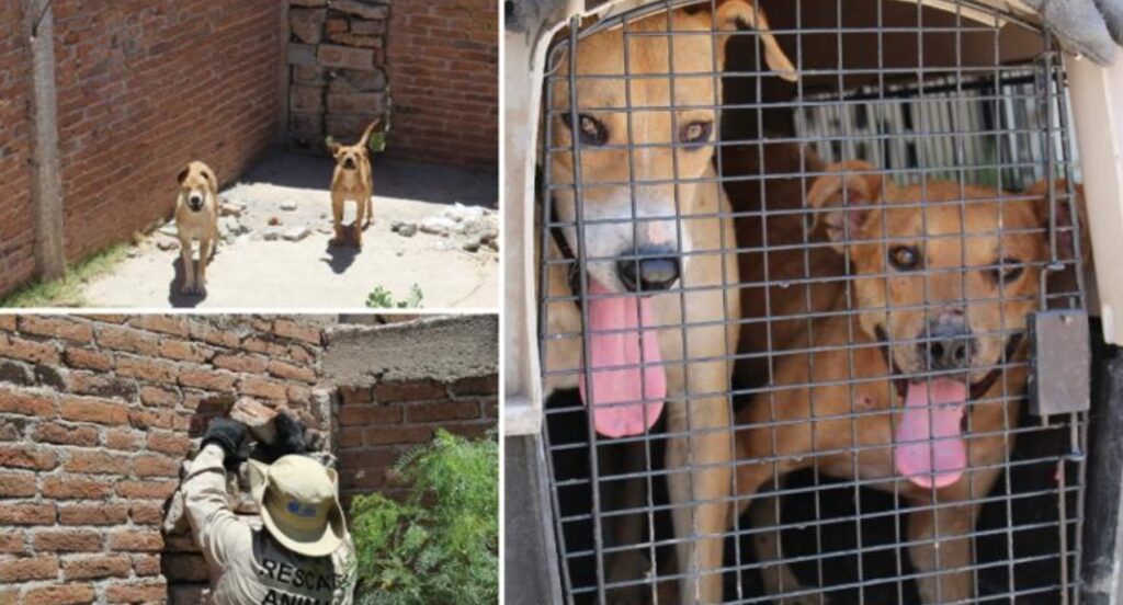 Rescatan a dos perros abandonados sin agua ni comida en Chihuahua; piden denunciar maltrato