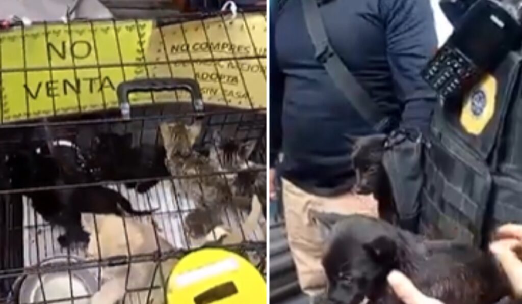 “Donaciones con dolor” | Usaba 17 cachorros para limosnear