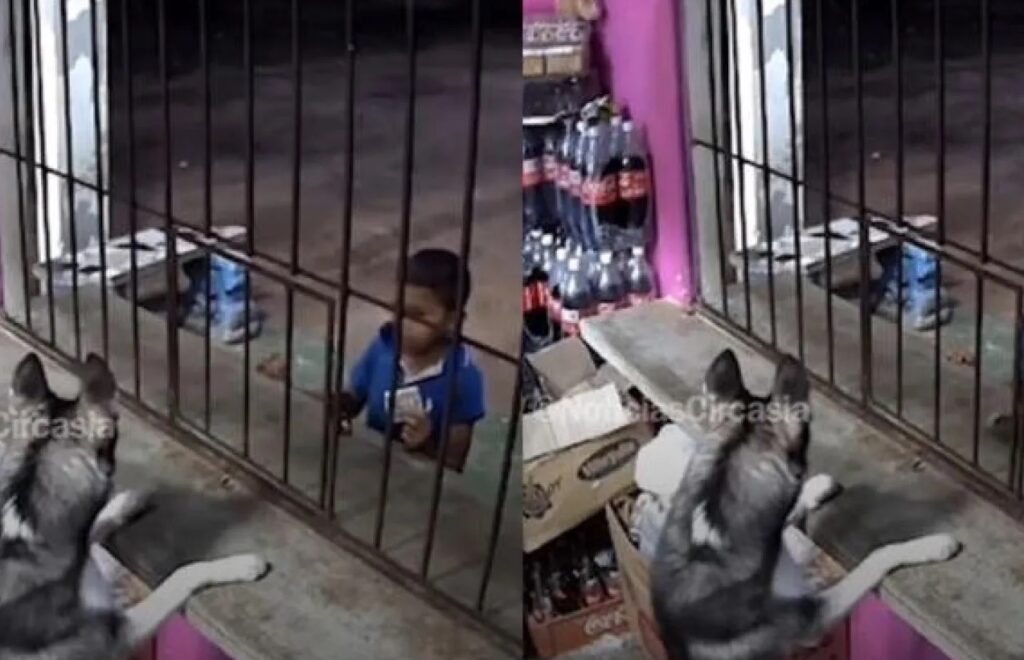 El lomito más chambiador de México se hace viral por atender a un pequeño cliente que sí pagó en efectivo
