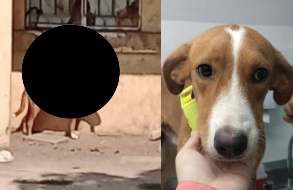 Un perro que permanecía amarrado sin agua, alimento ni sombra