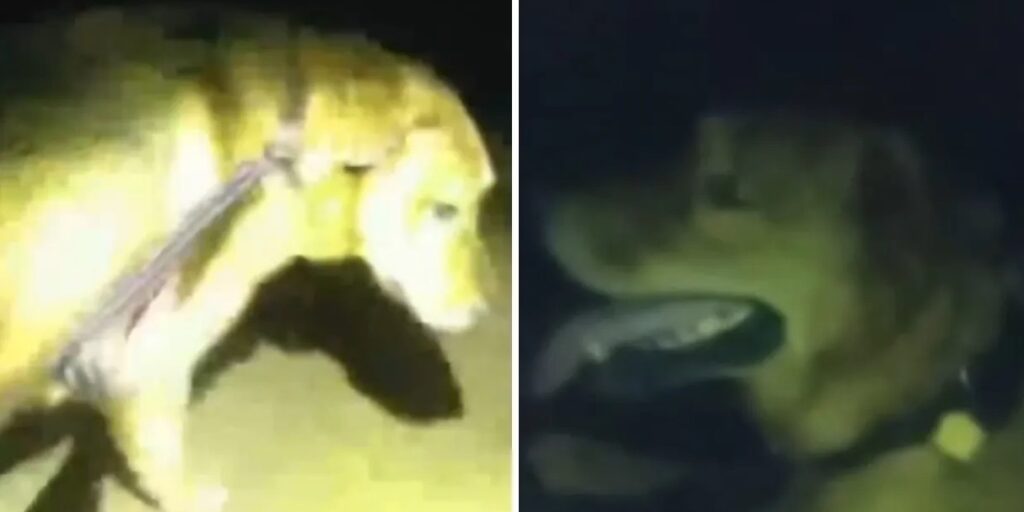 “Eeyore” condujo al agente hasta el lugar donde la mujer había caído