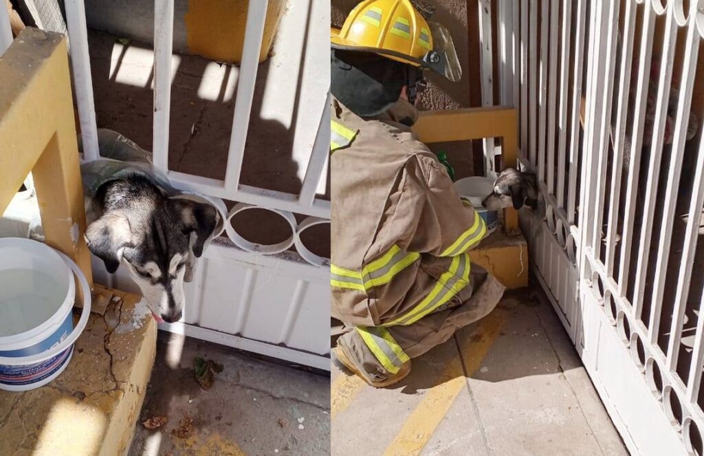 Bomberos salvan a lomito atorado en portón de la Córdova Américas: usaron “pinzas de la vida”
