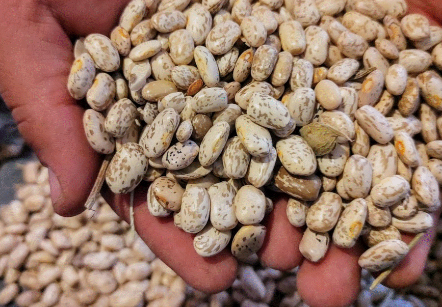 Del 15 al 17 de diciembre, familias juarenses podrán adquirir frijol chihuahuense a 25 pesos el kilo, sin intermediarios