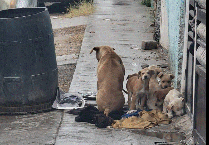 Vecinos de Riberas del Bravo piden apoyo para resguardar a una perrita color café y a sus crías, que se encuentran expuestos a las bajas temperaturas y sin un refugio adecuado.