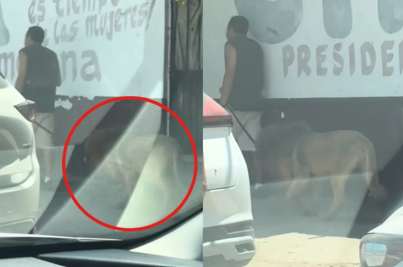 Pasea león por calles de Puerto Vallarta y causa pánico 81