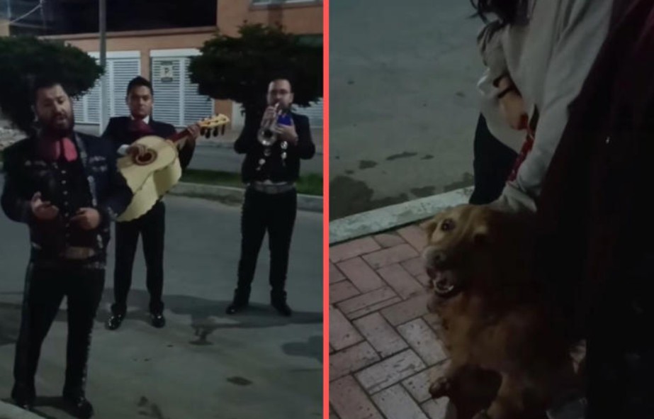 Entre lágrimas y música: despiden a perrita con “Amor Eterno” antes de dormirla 30