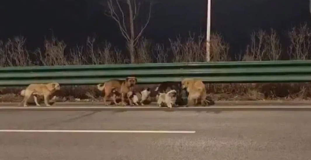 Siete perros escapan tras ser r0bad0s y recorren 17 km para volver a casa 1