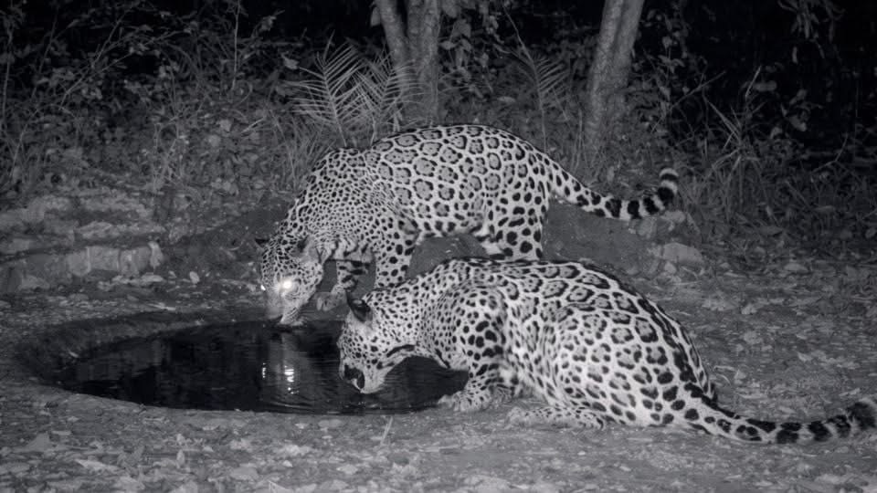 Avistamientos de jaguares: el depredador más grande de América regresa 1