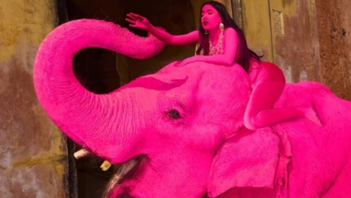 Indignación: mu3r3 elefante tras ser pintado de rosa para sesión fotográfica 1