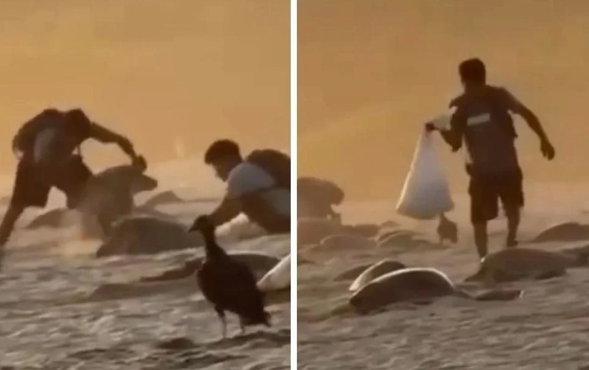 Saqueo de nidos de tortuga en playa de Oaxaca; Profepa inicia investigación 1