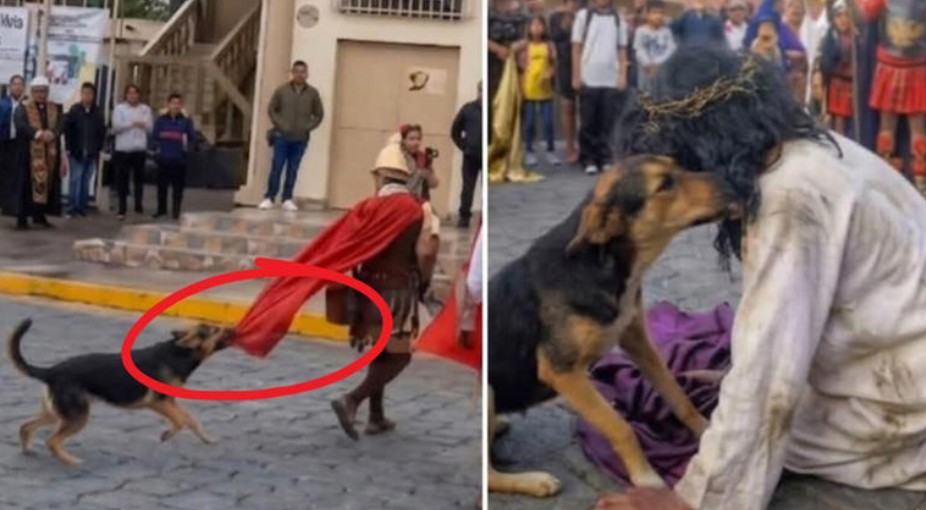 Perrito callejero roba miradas al “defender” a Jesús en viacrucis 1