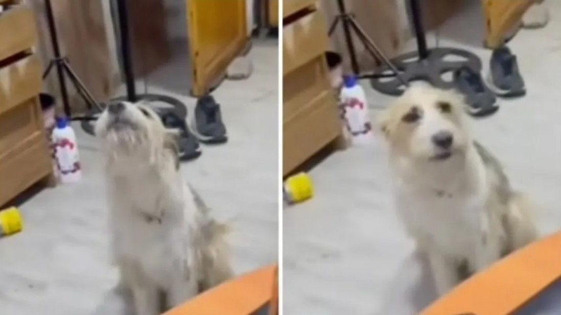 Perro se vuelve viral por “cantar” con su dueño 102