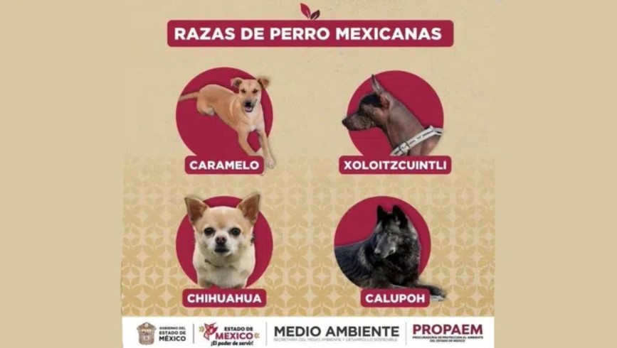 “Caramelo” ya es “raza” mexicana: el lomito callejero que conquistó a todo el país 2