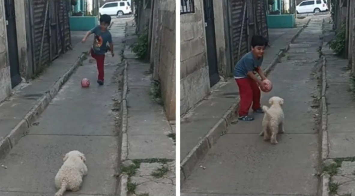 Niño y su perrito se vuelven virales jugando futbol en la calle 72