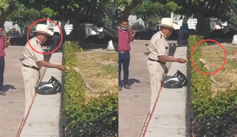Adulto mayor alimenta a un lagarto con tortilla y se vuelve viral 11