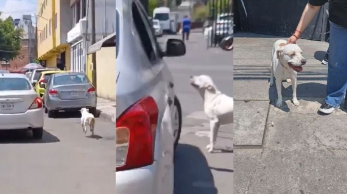 Abandonan a perrito en plena calle y corre tras sus dueños hasta llorar 15