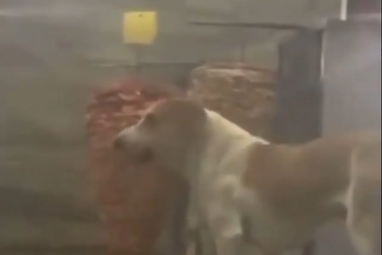 Captan a perro comiendo del trompo en taquería de la Gómez Morín 1