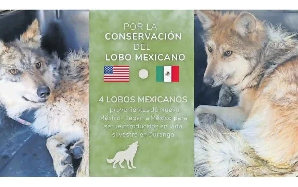 “Los dep0rt4ron” EU entrega familia de lobos mexicanos; cruzaron por Ciudad Juárez 1