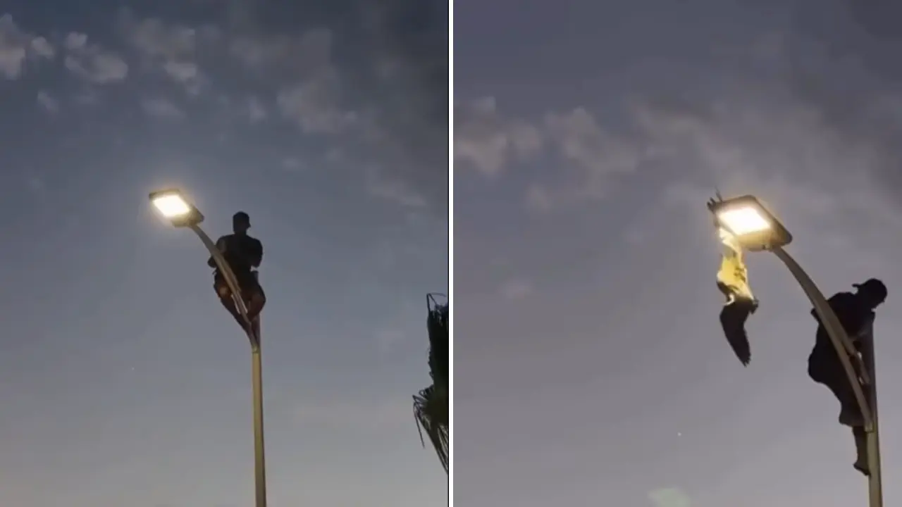 Joven se vuelve héroe al rescatar gaviota en malecón de La Paz 81 Escaló un poste en chanclas para liberar al ave atrapada ante la mirada de turistas y locales