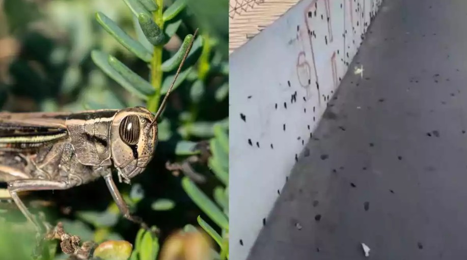 Reportan “invasión” de chapulines en varias colonias de Ciudad Juárez 1