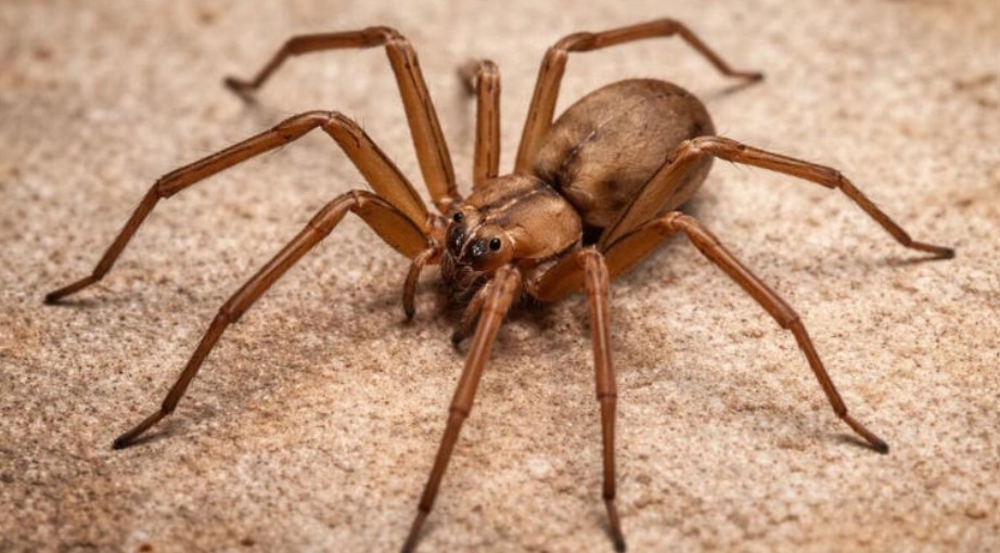 Alerta por temporada de araña violinista en México 1